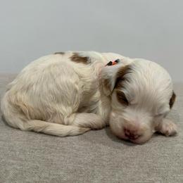 Orange collar boy - Parti male Goldendoodle puppy in Ridgewood, New Jersey from Jessie’s Doodles