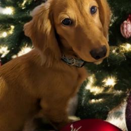 Sophie - Dachshund