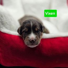 Vixen- Green collar - Blue merle male Bernedoodle puppy in Summerville, South Carolina from Channys Doodles