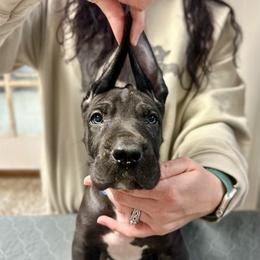 Jack Daniels - Black and white male Great Dane puppy in Chapmansboro, Tennessee from Balthrop Bend Farms