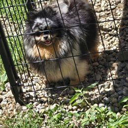 DD Bug - Pomeranian