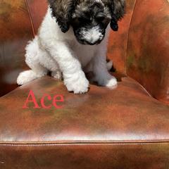 Double Doodle, Goldendoodle, and Pyredoodle Puppies from Little Muddy Doodles