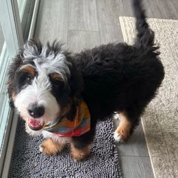 Bourbon - Bernedoodle