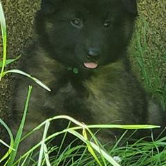 Belgian Tervuren Puppies from Kismet Belgian Tervuren's  owner Angela Ernst