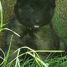 Belgian Tervuren Puppies from Kismet Belgian Tervuren's  owner Angela Ernst