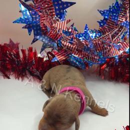 Cinderella - Dapple female Dachshund puppy in Brandon, Mississippi from A & N Kennels