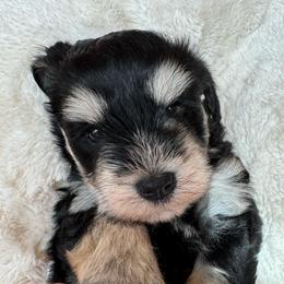Chandler Duke Williams - Black and silver male Miniature Schnauzer puppy in Auburn, Georgia from Very Special Mini Schnauzers