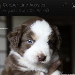 Miniature Australian Shepherd Puppies from Copper Line Aussies