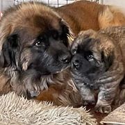 Leonberger Puppies from Sinnsro Leonbergers