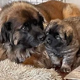 Leonberger Puppies from Sinnsro Leonbergers