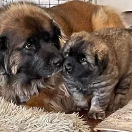 Leonberger Puppies from Sinnsro Leonbergers
