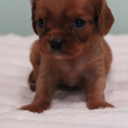 Sadie - Ruby female Cavalier King Charles Spaniel puppy in Leonard, Texas from Rising Star Kennels