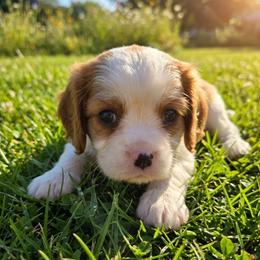 Henry - Blenheim male Cavalier King Charles Spaniel puppy in Pennsylvania from Julie's Cavalier King Charles Spaniels