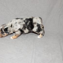 Australian Shepherd Puppies from 4 Aces Aussies