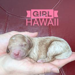 Hawaii - Apricot female Goldendoodle puppy in Cambridge, Minnesota from Country Meadow Doodles