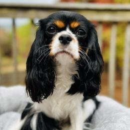 Luna - Cavalier King Charles Spaniel