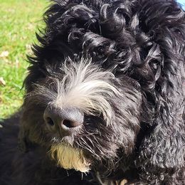 Yoda - Black and white Bernedoodle puppy in Winchester, Indiana from Mystic River Poodles and Doodles
