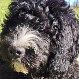 Yoda - Black and white Bernedoodle puppy in Winchester, Indiana from Mystic River Poodles and Doodles