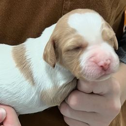 Zina boy 2 - Orange and white male Brittany puppy in Floyd Knobs, Indiana from Cross Creek Brittanys