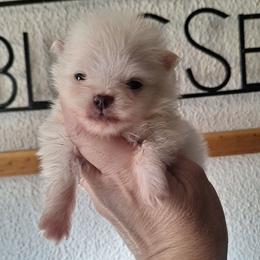 Bianca - White female Pomeranian puppy in Oologah, Oklahoma from GG's Pomeranians