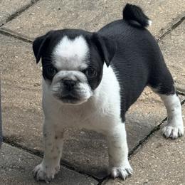 Pug Puppies from Pug Envy