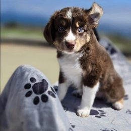 Miniature Australian Shepherd Puppies from Puddles True Mini Aussies