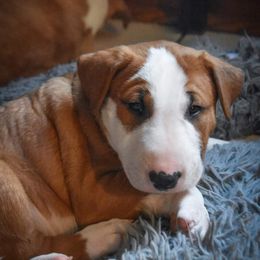 Bull Terrier Puppies from Virtue Bull Terriers