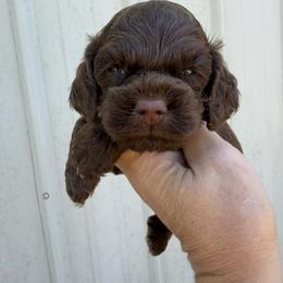 Fancy Boy1 - Brown male Cockapoo puppy in Connersville, Indiana from MoonShine Babies