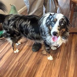 Grizz - Blue merle male Australian Shepherd puppy in Oroville, California from Puppy Love Ranch Mini Aussies
