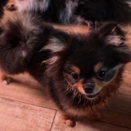 Rainy - Black and tan female Pomeranian puppy in Carrollton, Georgia from B AND R'S POMERANIAN'S