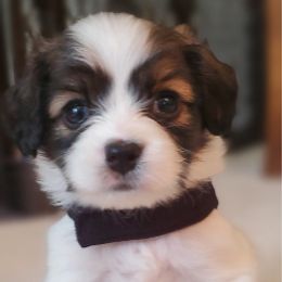 Papillon Puppies from Enchanting Papillons