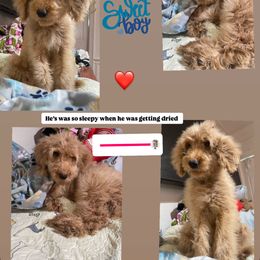 20 WEEKS OLD FORREST Green Collar Male - Apricot Goldendoodle puppy in Brooklyn, New York from Lyon and Luna Goldendoodles Bernedoodles