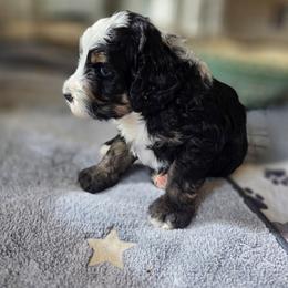 Whiskey - Tri-color male Bernedoodle puppy in Malden, Illinois from Doting Doodles