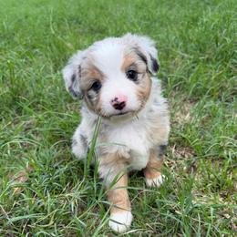 Blueberry - Blue merle male Toy Australian Shepherd puppy in Mineral Wells, Texas from Five G Toy Aussies