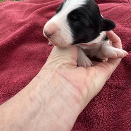 Etta - Black and white female Border Collie puppy in Comanche, Texas from Circle R Sidney
