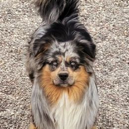 Vic - Miniature Australian Shepherd