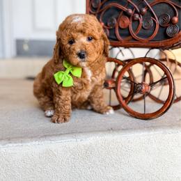 Sleepy - Red male Bernedoodle puppy in West Haven, Utah from Split Mountain Doodles