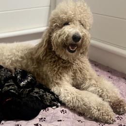 Goldendoodles from Davis's Doodles