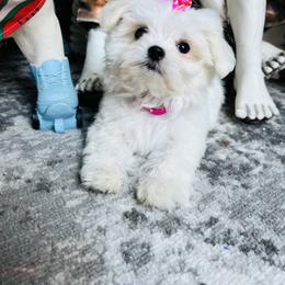 Maltese Puppies from Hosking kennels