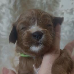 Beau - Red male Cavapoo puppy in Gilbert, Arizona from Cavapoo Lifestyle