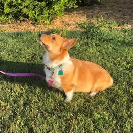 Penny - Pembroke Welsh Corgi