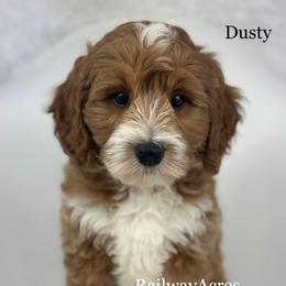 Dusty - Red  male Goldendoodle puppy in Milford, Indiana from Railway Acres Kennel