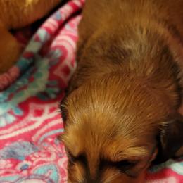 Dachshund Puppies from CLARK'S BREEDING PROGRAM