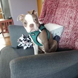 Boston Terrier Puppies from Lola’s House of Bostons & Rescue