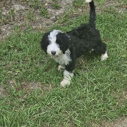 Banner-born on Memorial Day - Black and white male Sheepadoodle puppy in Falls Creek, Pennsylvania from By Well Kennels