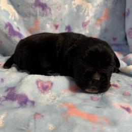 Lilac Collar - Black female Cane Corso puppy in Paris, Texas from Knucklehead Cane Corso