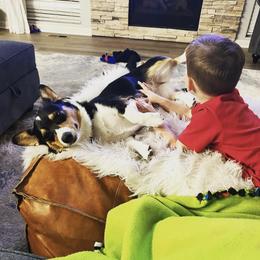 Pembroke Welsh Corgi Puppies from Gotta Chase Em All Corgis
