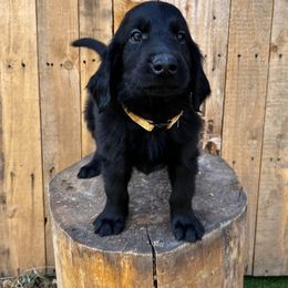 Scone (orange) - Black male Flat-Coated Retriever puppy in Park Rapids, Minnesota from Catori