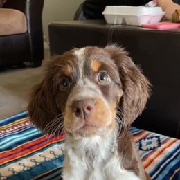 English Springer Spaniel Puppies from Sweet Southern Spaniels