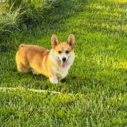West - Pembroke Welsh Corgi